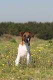 FOX TERRIER POIL LISSE 146